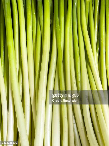 the neatly arranged garlic seedlings show a gradual change from green to white - poireau photos et images de collection