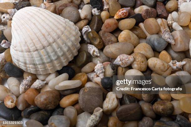 shells on stone beach - texture carta stock pictures, royalty-free photos & images