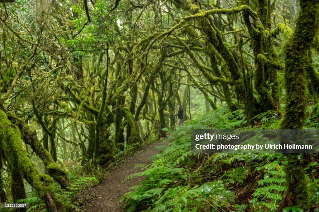 Laurel Forest, Garajonay National Park, La Gomera, Canary Islands, Spain