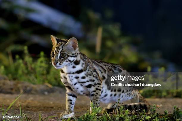 leopard cat (prionailurus bengalensis) male, hunter in the night in the nature - スナドリネコ ストックフォトと画像