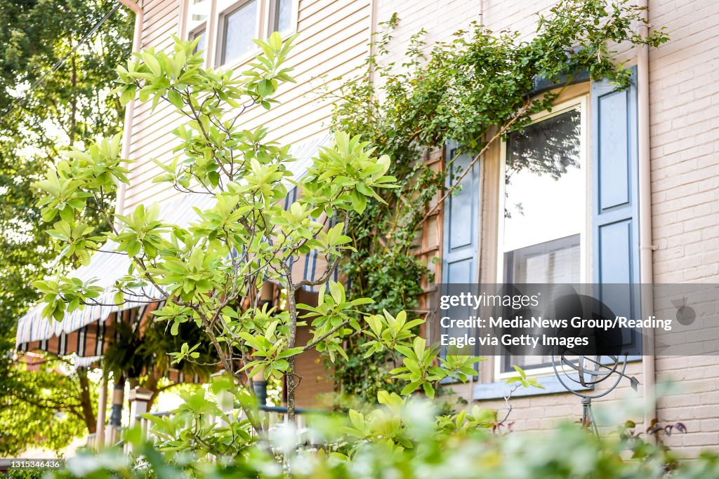 A sweet bay magnolia tree is pictured inside the garden of Joseph and Lesley Bruce in Shillington. Photo by Natalie Kolb 6/28/17