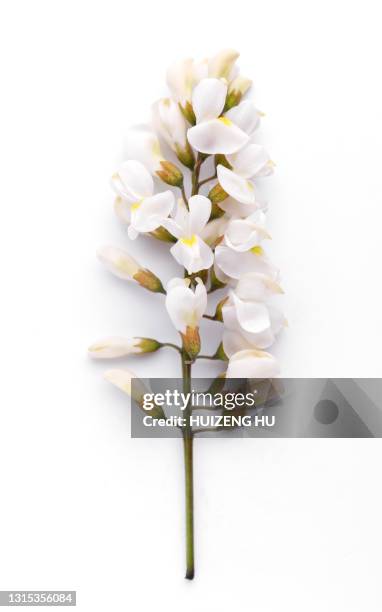 sophora flower. sophora japonica flower - sophora japonica stock-fotos und bilder