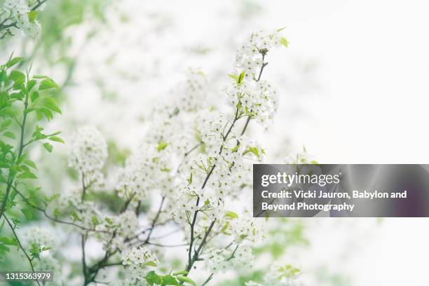 beautiful close up of white flowering bushes in early spring in pennsylvania - innocence stock pictures, royalty-free photos & images