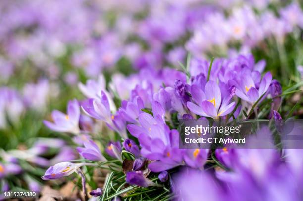 purple and white crocus beds in woodland - croco - fotografias e filmes do acervo
