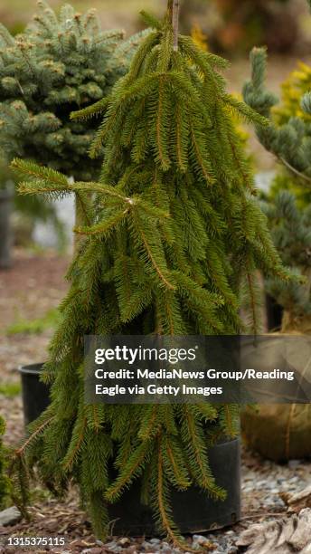 Bernville, PA 200800674A Weeping Norway Spruce.At the Centerton Nursery on Bernville Road in Bernville Tuesday afternoon.Reading Eagle Photo by Ben...
