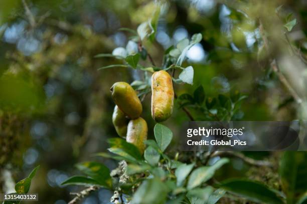 arbre fruitier d’inga - mata atlantica photos et images de collection