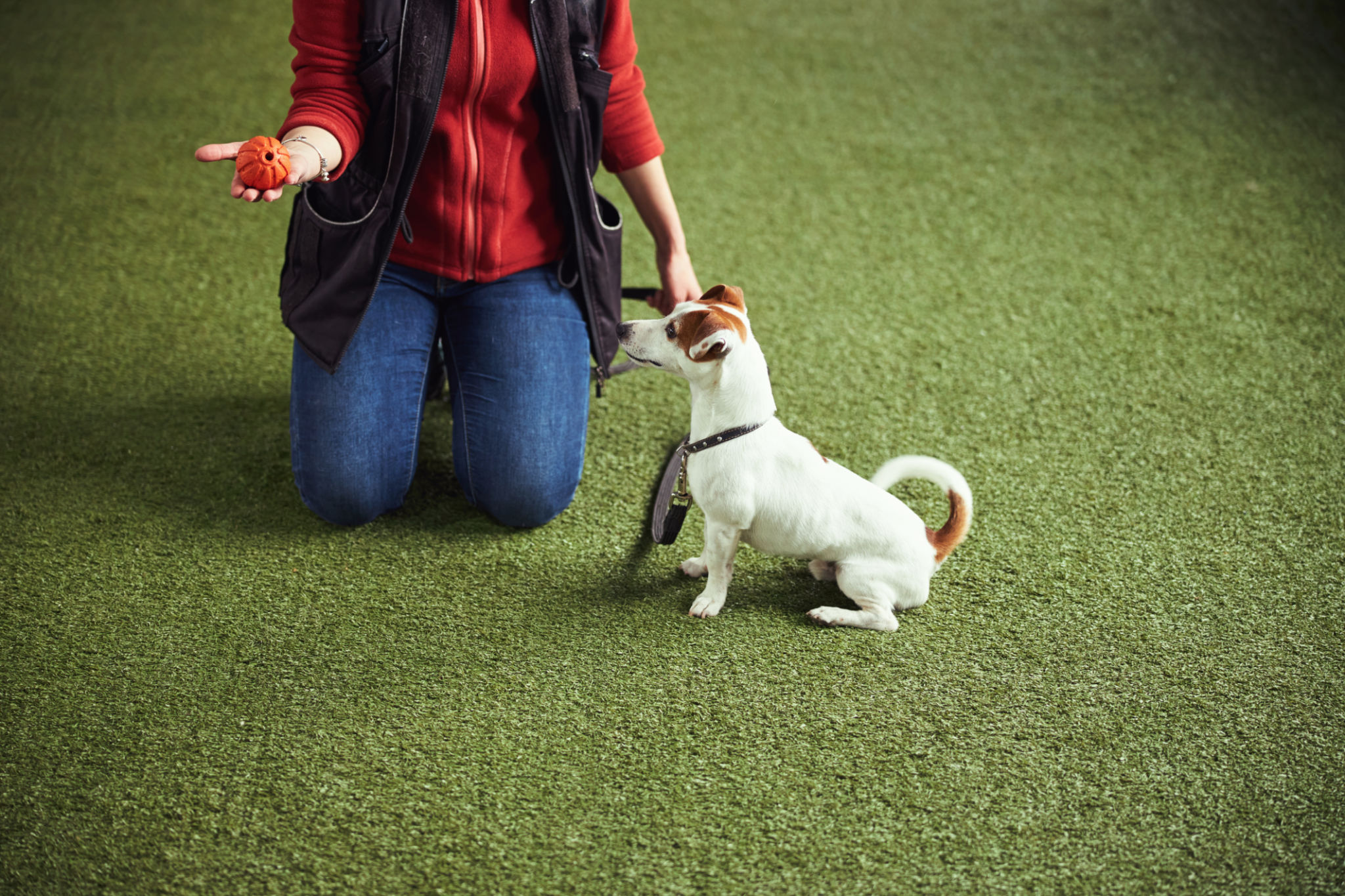 Instructor holding a ball on the palm during the dog training Instructor holding a ball on the palm during the dog training