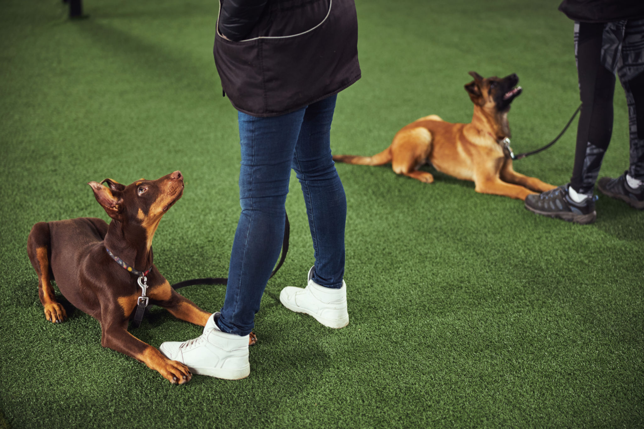 dog training decision