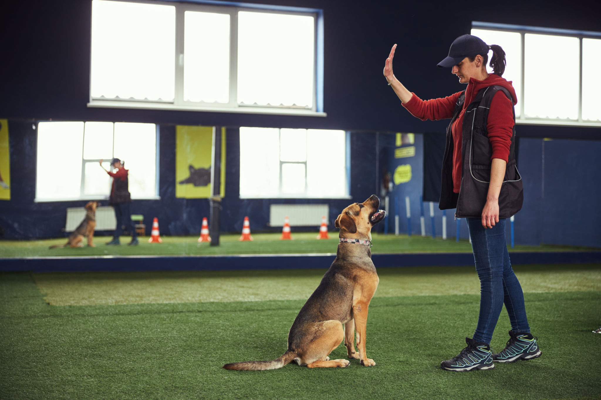 dog training obedience