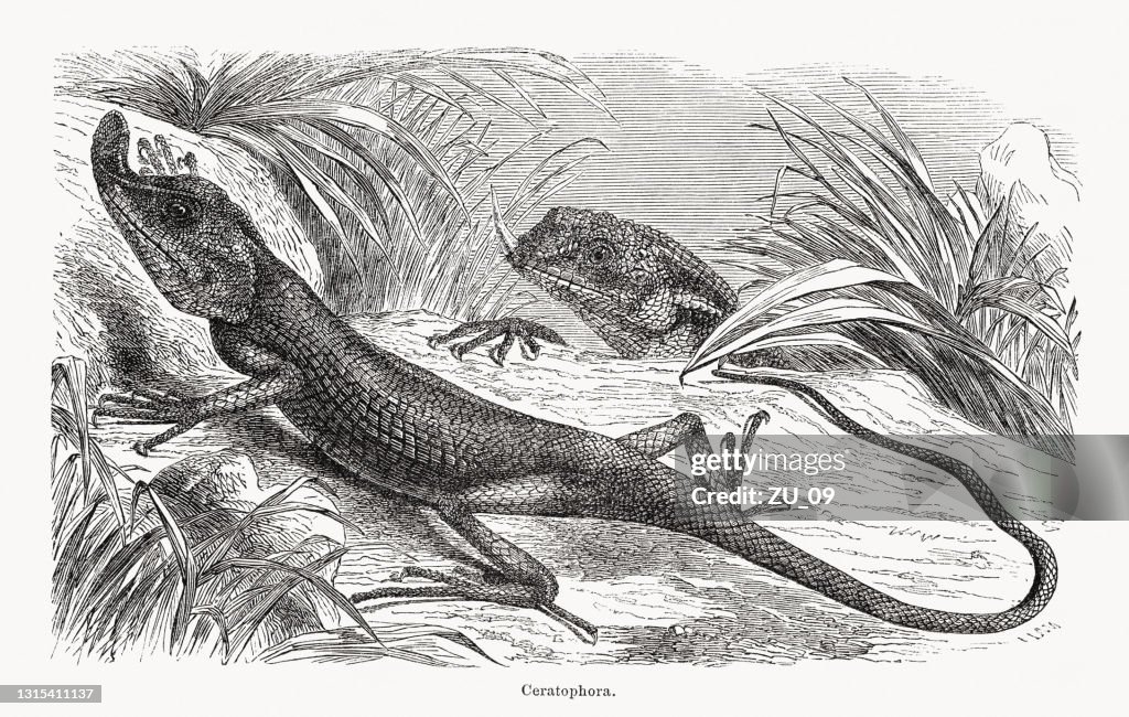 Rhino-horned lizard (Ceratophora stoddartii), wood engraving, published in 1868