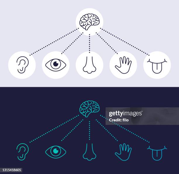 ilustrações de stock, clip art, desenhos animados e ícones de human senses line icon symbols - perceção sensorial