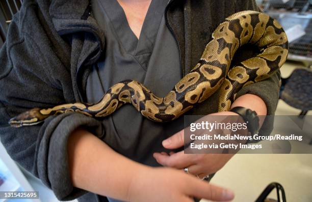 Ball Python Photos and Premium High Res Pictures - Getty Images