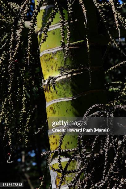 paloverde - palo verde stock pictures, royalty-free photos & images