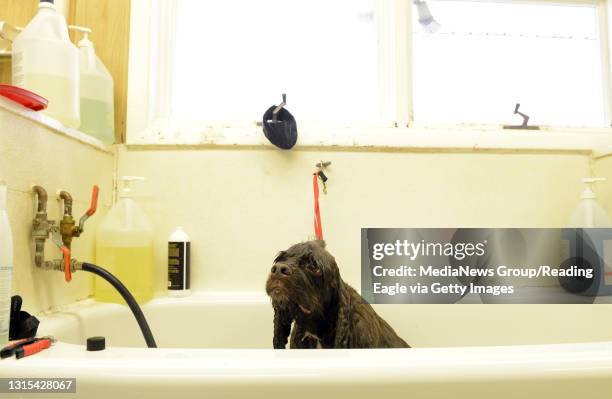 Dog Grooming Business Weekly Dog grooming at Torri's Place in Wyomissing. Dupont, a cocker spaniel, gets a bath. Photo by Susan L. Angstadt 10/1/2015