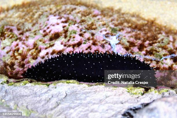 sea cucumber in an aquarium. holothuria forskali. - holothuria stock pictures, royalty-free photos & images