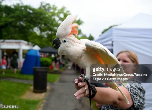 Baby, a 15 year-old Cockatoo owned by Tonya and Kody Hatmaker of Wernersville, was the most popular "non dog" at the event. Dogs & Brews Event at the...