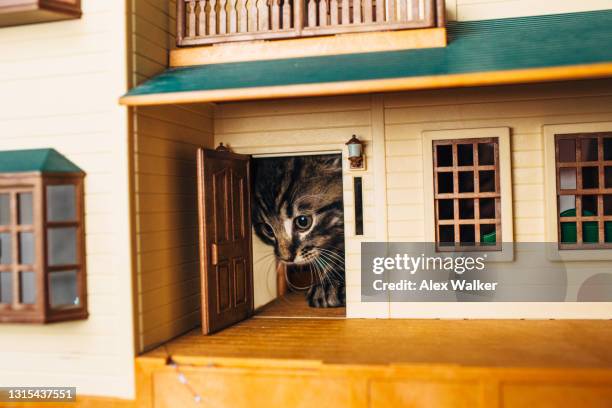 small tortoiseshell kitten looking through door of a dolls house. - looking through a doll house foto e immagini stock