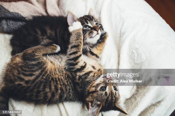 two tortoiseshell kitten playing on a blanket - tortoiseshell pattern stock pictures, royalty-free photos & images