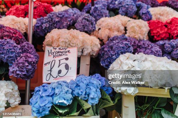 bunches of colourful hydrangea flower heads in boxes with handwritten sign at flower market - columbia road stock pictures, royalty-free photos & images