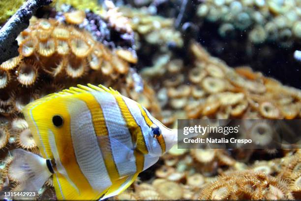 long-nosed butterflyfish passing by zoanthus in an aquarium. chelmon rostratus. - long nosed butterflyfish bildbanksfoton och bilder