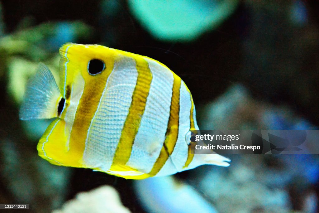 Long-nosed butterflyfish in an aquarium. Chelmon rostratus.