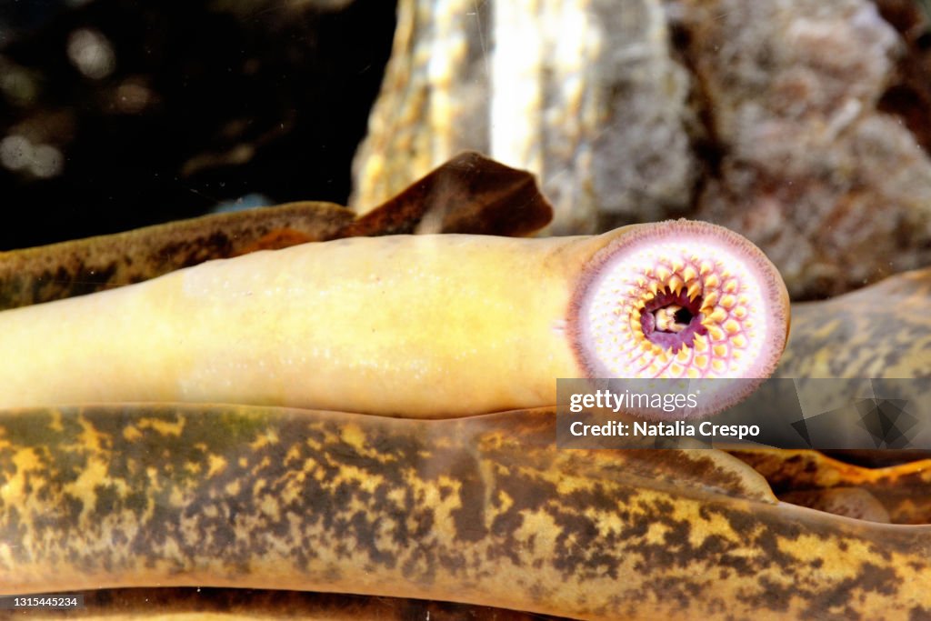 Lamprey fish in an aquarium. Hyperoartia.