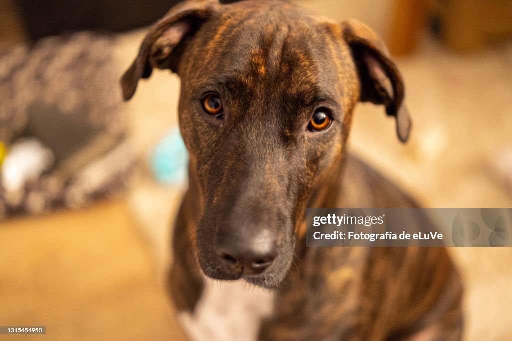 Portrait of a dog for adoption
