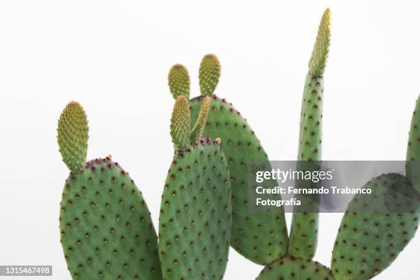 cactus - cactus stock pictures, royalty-free photos & images