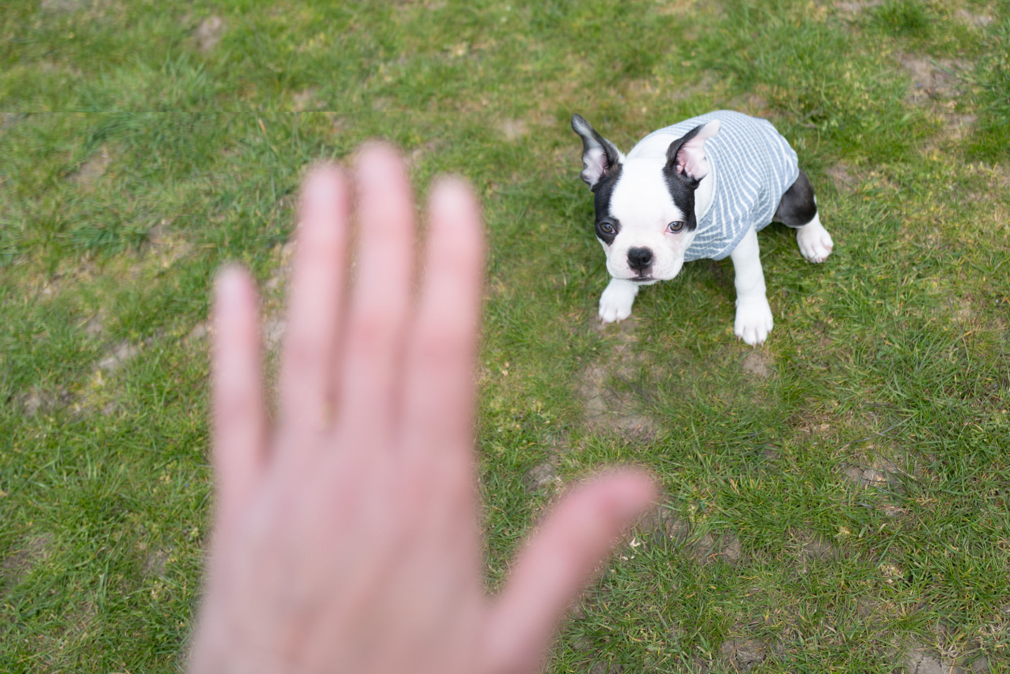 dog trainer session