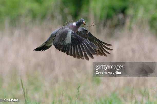 wood pigeon with nesting material - pigeon stock pictures, royalty-free photos & images