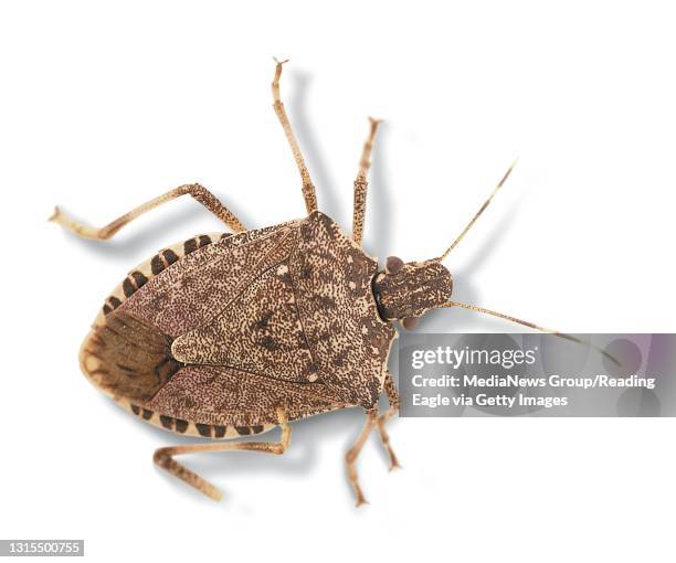 Photo Ryan McFadden Stink bug Stinkbug in studio
