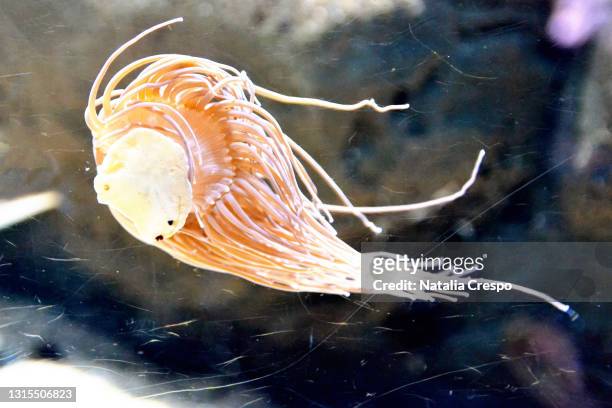 anemone stuck in the glass of an aquarium. anemonia sulcata. - anemonia sulcata fotografías e imágenes de stock