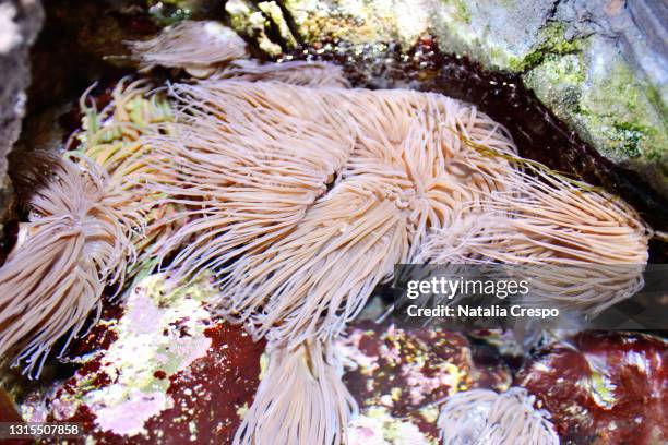 anemone on the rocks of an aquarium. anemonia sulcata. - anemonia sulcata fotografías e imágenes de stock