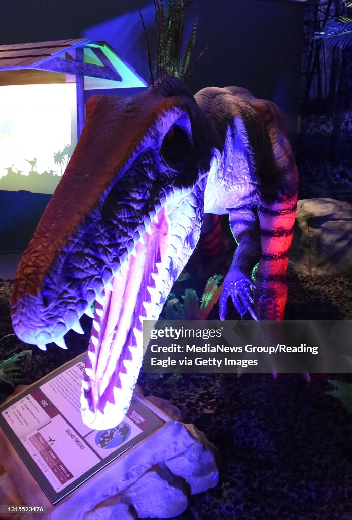 A Herrerasaurus on display at the Reading Public Museum indoor display. The Reading Public Museum is putting the final touches on a new dinosaur exhibit based inside and outside the museum. Dinosaurs at the Museum Photo by Harold Hoch 4/29