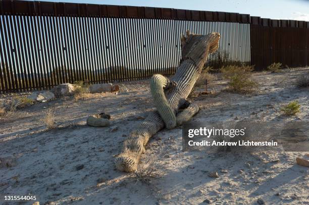Saguaro cactus, either destroyed from border wall construction or a failure to replant after the construction, lies dead alongside the new border...
