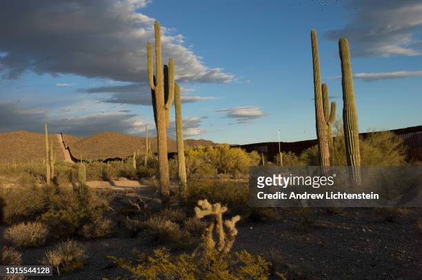 Landscape of the preserved National The border wall, extended under President Trump"u2019s leadership, cuts through the preserved Organ Pipe Cactus...