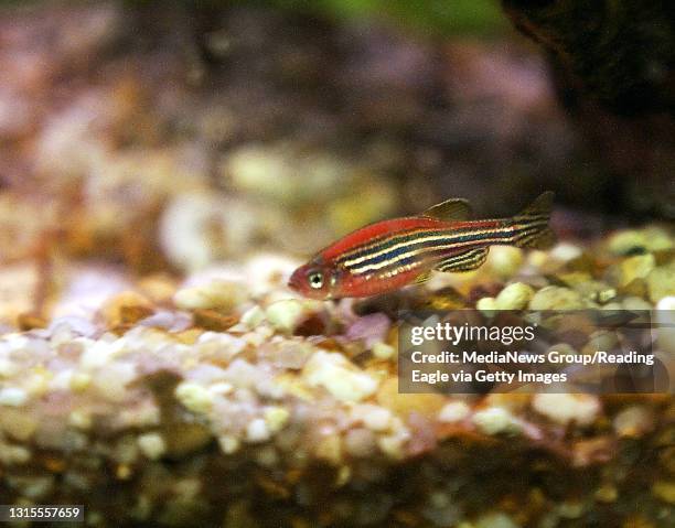 Photo by Tim Leedy 1/14/04"GloLite" Zebra Danio fish. A genetically engineered tropical fish.