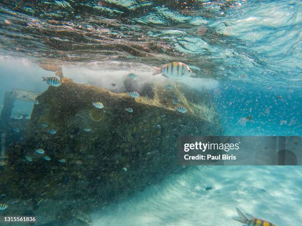 best snorkeling around playa mujeres, mexico - tall ship stock pictures, royalty-free photos & images