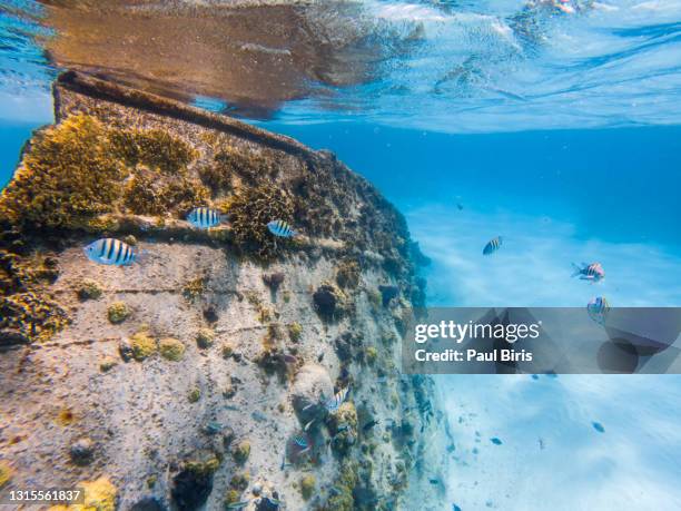 inside the caribbean waters of isla mujeres, cancun, mexico - mujeres fotos stock-fotos und bilder