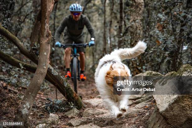 action shot of a dog running fast in the mountain with owner practicing mountain biking. - euphorie stock-fotos und bilder