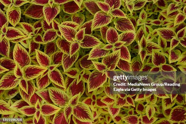 Coleus burgeons.Bonnie Ray has filled her family's Front St. Property in Reading with brightly colored flowers. Life Garden Feature. Photo by Jeremy...