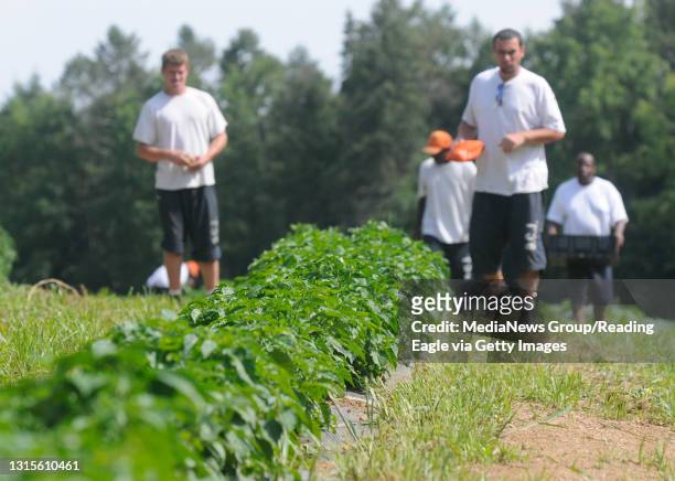 Inmates walk along the row of peppers looking for ripe fruit.Inmates at the Berks County Jail, with the help of some direction from Commissioner Mark...