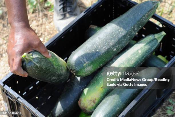 Large zucchini, some more than a foot and a half long, picked from the garden.Inmates at the Berks County Jail, with the help of some direction from...