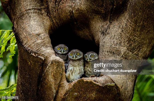 spotted owlet (athene brama) is a small owl which breeds in tropical asia, pair living in the tree hole in nature - gufo foto e immagini stock