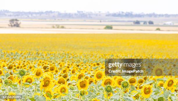 wide open field of sunflowers - toowoomba stock-fotos und bilder