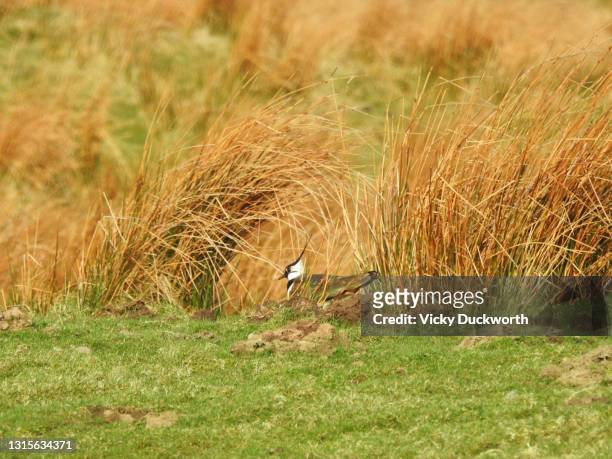 nesting lapwing - and nest stock pictures, royalty-free photos & images