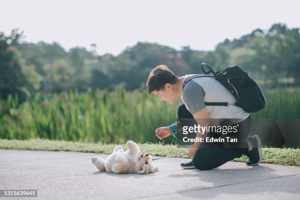 aziatische chinese mid volwassen kort haar vrouwelijke gehoorzaamheid training haar huisdier hond speelgoed poedel in openbaar park bonding samen ochtend - dierentrucs stockfoto's en -beelden