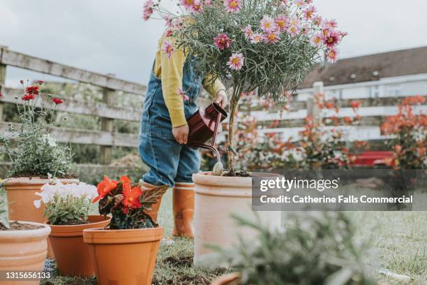 little girl obscured behind a shrub waters the plant with a shiny red watering can - flower pot garden stock pictures, royalty-free photos & images
