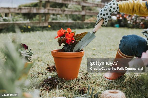a child plants a flower in a terracotta pot - eintopfen stock-fotos und bilder