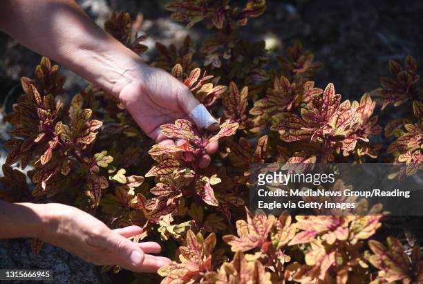 Marty Oostveen Douglass Township Garden Photo by Bill Uhrich 8/9/2019 Marty Oostveen separates some coleus in the garden at her Douglass Township...